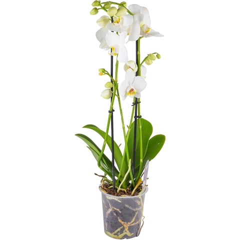 Phalaenopis orkidé Vit