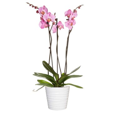 Phalaenopis orkidé Ljusrosa