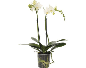 Phalaenopis orkidé Vit