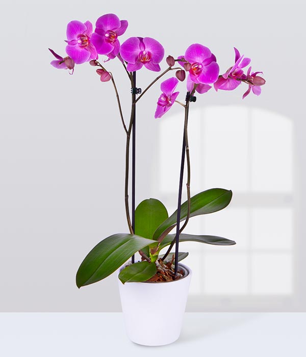 Phalaenopis orkidé Rosa